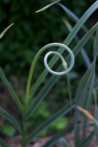 garlic-scape-pancakes-2