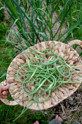 garlic-scape-pancakes-3