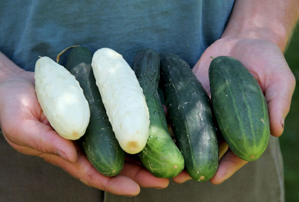 minty-cucumber-cantaloupe-salad-2