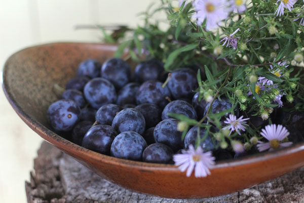 plum-almond-tart-4