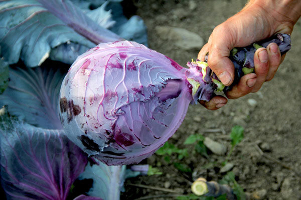 zesty-red-cabbage-slaw-3