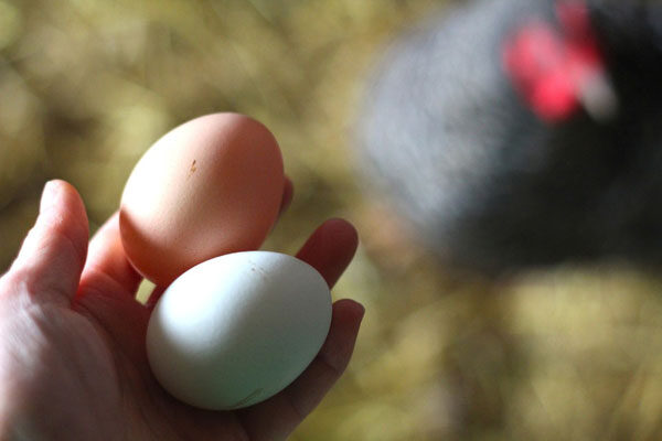 easter-deviled-eggs-4