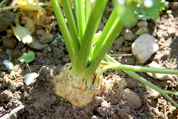 celeriac-apple-slaw-3