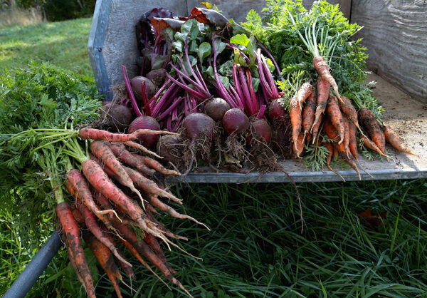roasted-carrot-top-pesto-3