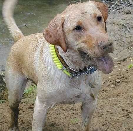 Doggie-Swimming