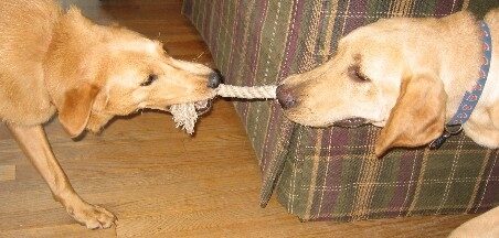 DoggieTug-of-War