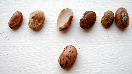 GabrielaBeans