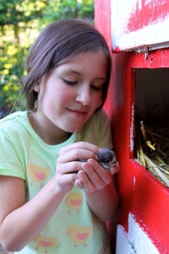 Hatching-Chicks-084