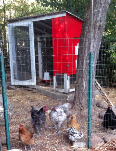 chickens