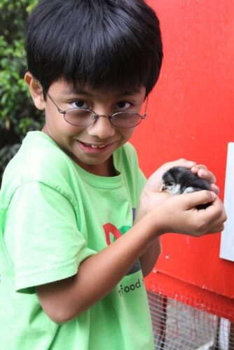 chickens2