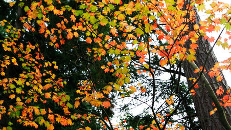 fall-leaves