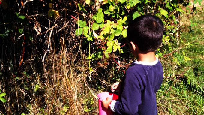 picking-blackberries