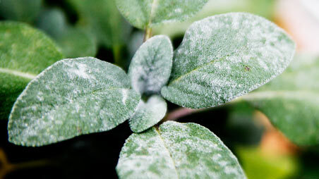 sage